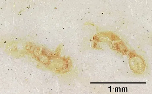 Solenopsis leptanilloides specimen CASENT0103202 image casent0103202_2