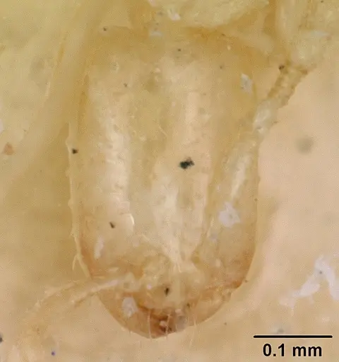 Solenopsis leptanilloides specimen CASENT0103202 image casent0103202_3