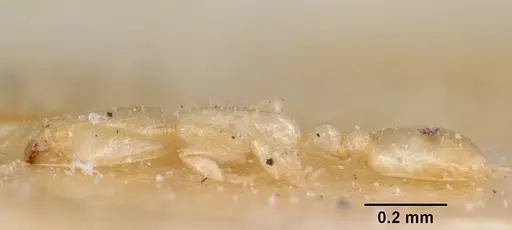 Solenopsis leptanilloides specimen CASENT0103202 image casent0103202_4