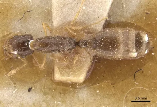 Solenopsis longiceps specimen CASENT0908865 image casent0908865_1
