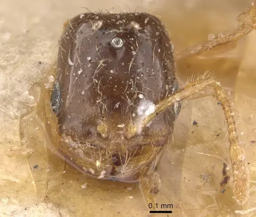 Solenopsis longiceps specimen CASENT0908865 image casent0908865_2