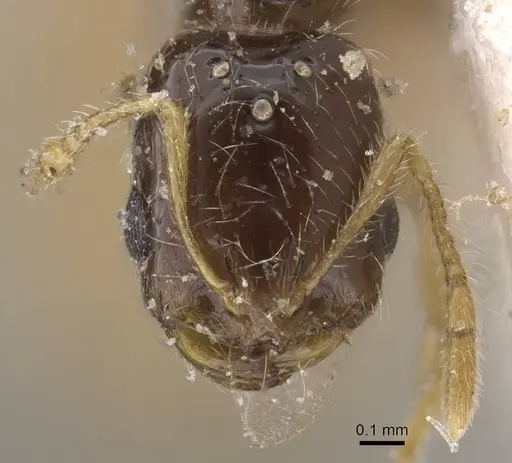 Solenopsis longiceps specimen CASENT0913904 image casent0913904_2