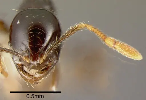 Solenopsis longinoi specimen INBIOCRI001280642 image inbiocri001280642_1
