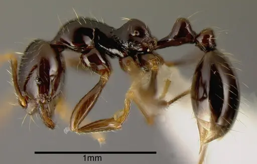 Solenopsis longinoi specimen INBIOCRI001280642 image inbiocri001280642_2