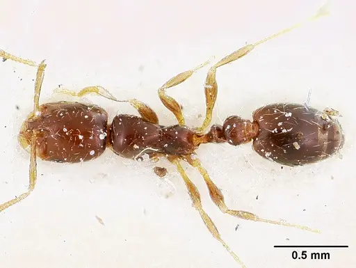 Solenopsis loretana specimen CASENT0104996 image casent0104996_1