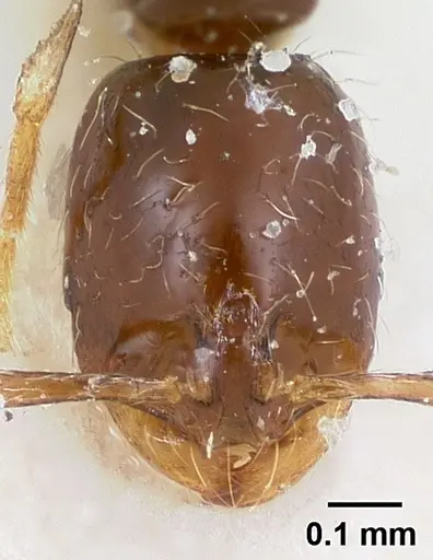 Solenopsis loretana specimen CASENT0104996 image casent0104996_2