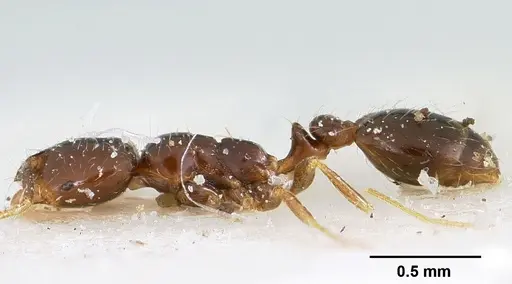 Solenopsis loretana specimen CASENT0104996 image casent0104996_3
