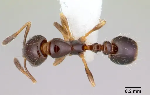 Solenopsis loretana specimen CASENT0178136 image casent0178136_1