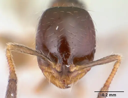 Solenopsis loretana specimen CASENT0178136 image casent0178136_2