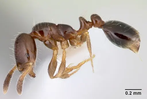 Solenopsis loretana specimen CASENT0178136 image casent0178136_3