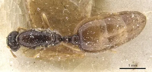Solenopsis lotophaga specimen CASENT0913905 image casent0913905_1