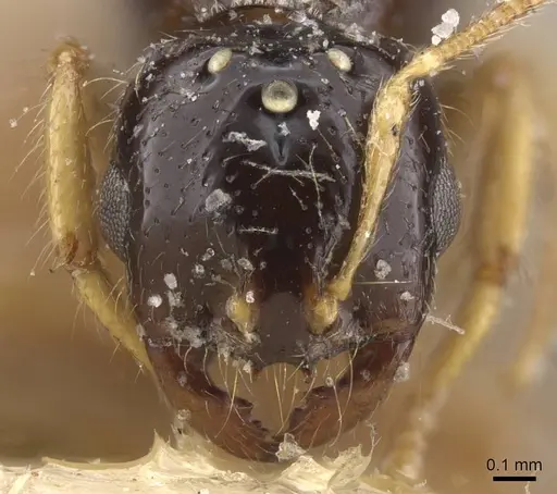 Solenopsis lotophaga specimen CASENT0913905 image casent0913905_2