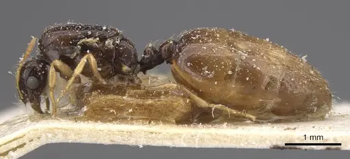 Solenopsis lotophaga specimen CASENT0913905 image casent0913905_3