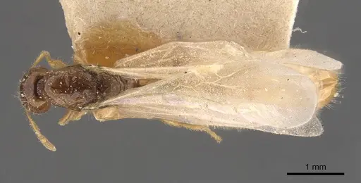 Solenopsis lou specimen CASENT0908866 image casent0908866_1