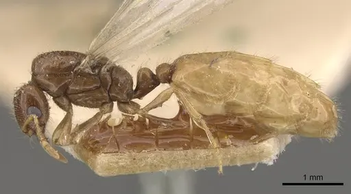 Solenopsis lou specimen CASENT0908866 image casent0908866_3