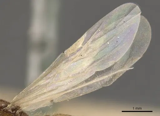 Solenopsis lou specimen CASENT0908866 image casent0908866_4