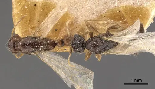 Solenopsis lou specimen CASENT0908867 image casent0908867_1