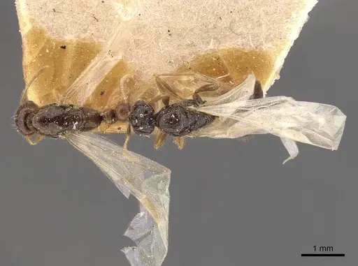 Solenopsis lou specimen CASENT0908867 image casent0908867_2