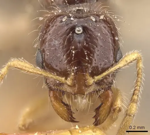 Solenopsis lou specimen CASENT0908867 image casent0908867_3