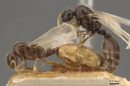 Solenopsis lou specimen CASENT0908867 image casent0908867_5