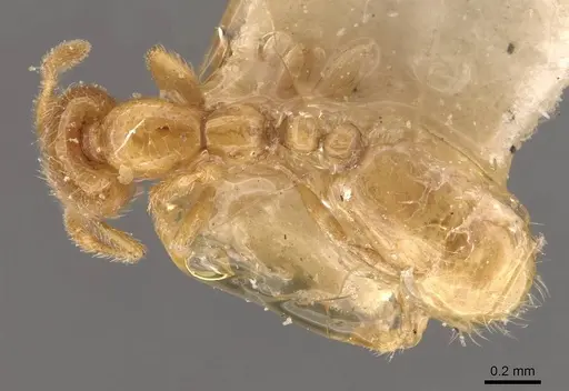 Solenopsis lou specimen CASENT0908868 image casent0908868_1