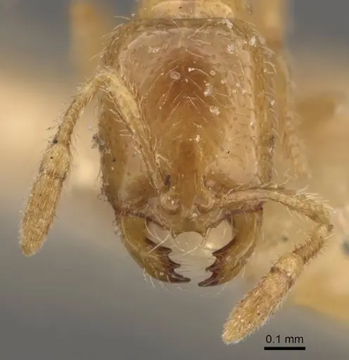 Solenopsis lou specimen CASENT0908868 image casent0908868_2