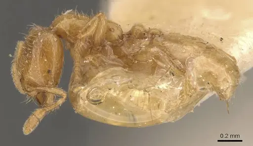 Solenopsis lou specimen CASENT0908868 image casent0908868_3