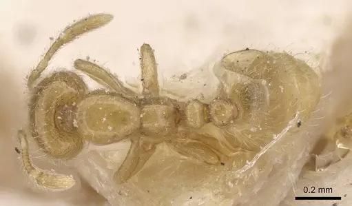 Solenopsis lou specimen CASENT0913906 image casent0913906_1