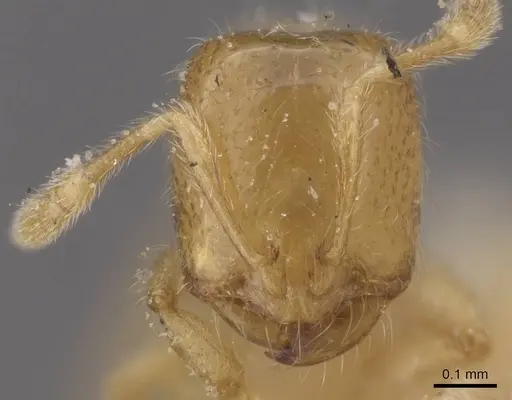 Solenopsis lou specimen CASENT0913906 image casent0913906_2