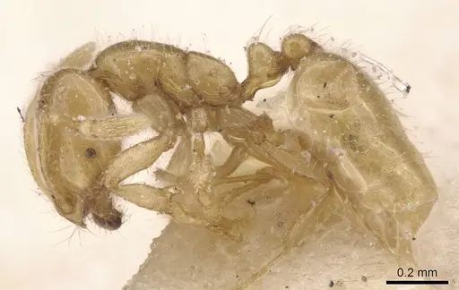 Solenopsis lou specimen CASENT0913906 image casent0913906_3