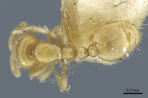 Solenopsis lou specimen CASENT0917005 image casent0917005_1