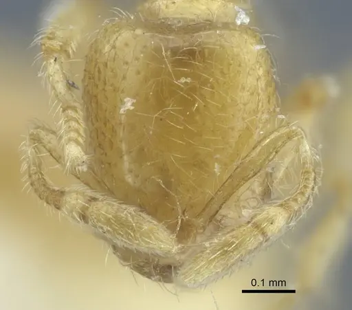 Solenopsis lou specimen CASENT0917005 image casent0917005_2