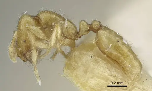 Solenopsis lou specimen CASENT0917005 image casent0917005_3