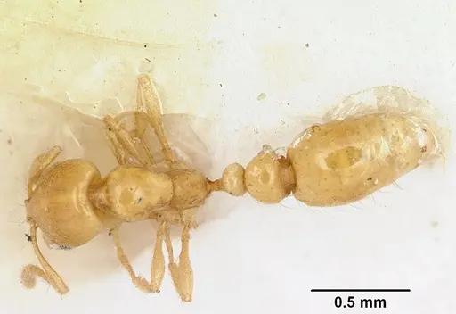 Solenopsis lucayensis specimen CASENT0103219 image casent0103219_1