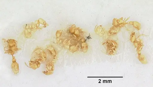 Solenopsis lucayensis specimen CASENT0103219 image casent0103219_2