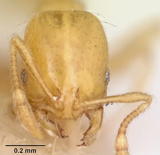 Solenopsis lucayensis specimen CASENT0103219 image casent0103219_3
