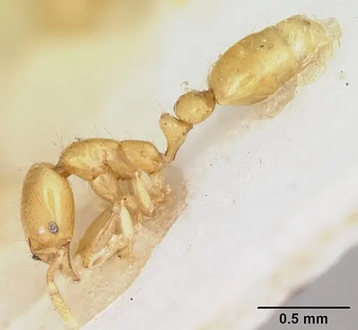 Solenopsis lucayensis specimen CASENT0103219 image casent0103219_4