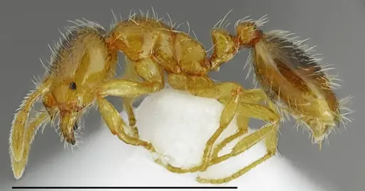 Solenopsis lusitanica specimen CASENT0763861 image casent0763861_1