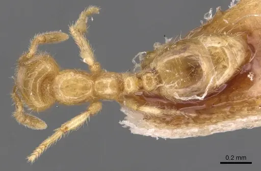 Solenopsis lusitanica specimen CASENT0904641 image casent0904641_1