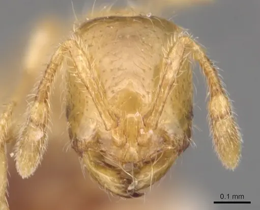 Solenopsis lusitanica specimen CASENT0904641 image casent0904641_2