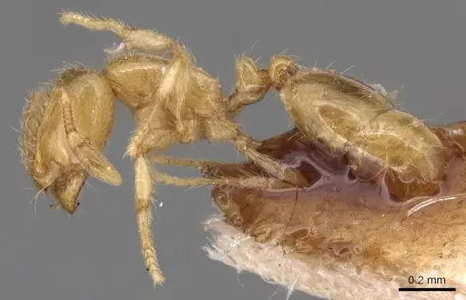 Solenopsis lusitanica specimen CASENT0904641 image casent0904641_3