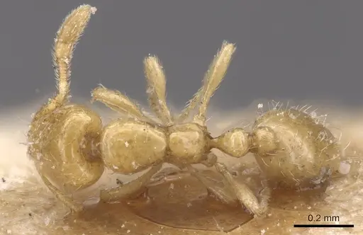 Solenopsis lusitanica specimen CASENT0913907 image casent0913907_1