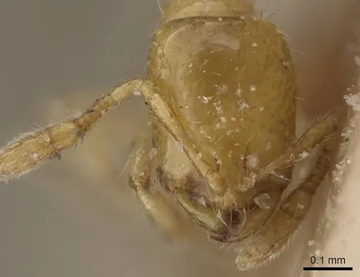 Solenopsis lusitanica specimen CASENT0913907 image casent0913907_2