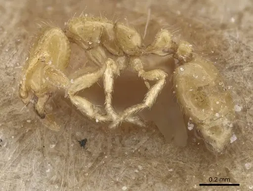 Solenopsis lusitanica specimen CASENT0913907 image casent0913907_3