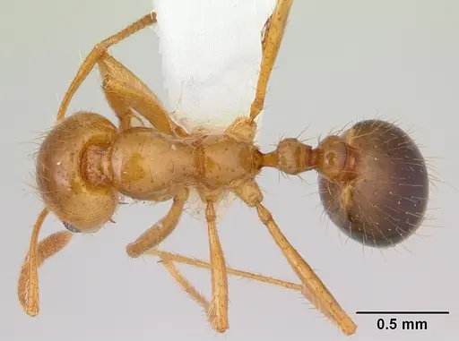 Solenopsis macdonaghi specimen CASENT0178137 image casent0178137_1