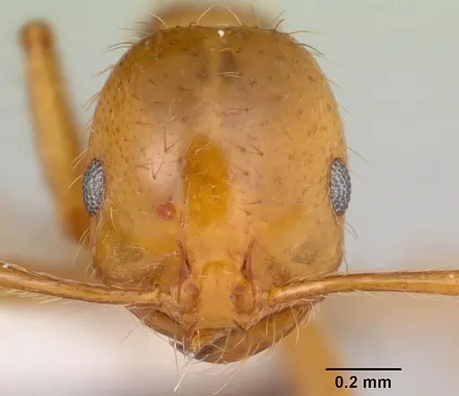 Solenopsis macdonaghi specimen CASENT0178137 image casent0178137_2