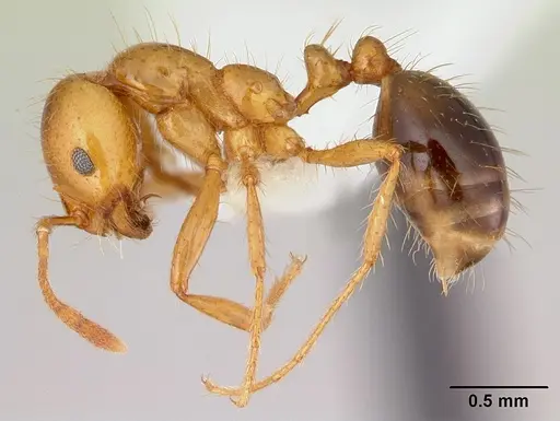 Solenopsis macdonaghi specimen CASENT0178137 image casent0178137_3