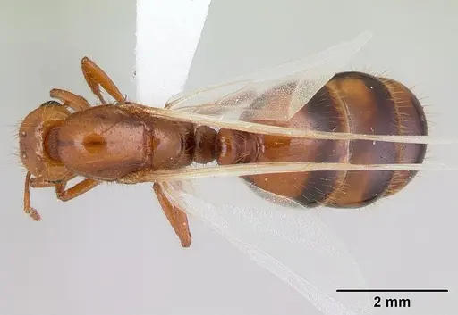 Solenopsis macdonaghi specimen CASENT0178138 image casent0178138_1