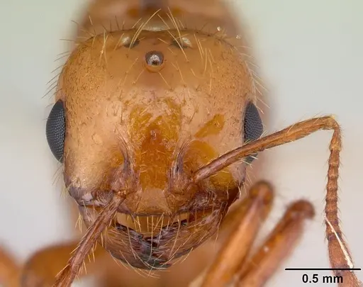 Solenopsis macdonaghi specimen CASENT0178138 image casent0178138_2