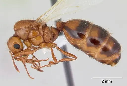 Solenopsis macdonaghi specimen CASENT0178138 image casent0178138_3
